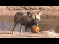 wild dogs at reid park zoo