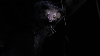 What a strange looking animal! Meet the aye aye! #wildlife #lemur #ayeaye #madagascar #nature