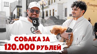 Сколько стоит шмот? Собака за 120.000 рублей. Бывшая ПАНК. МЫ ВЕРНУЛИСЬ! Qultura Brand. Дымоход