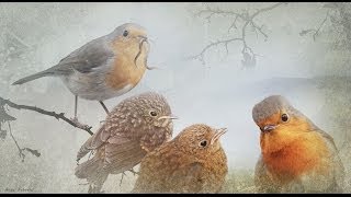 Cuaderno de Gaia 16º. Aves urbanas, reconocimiento y curiosidades