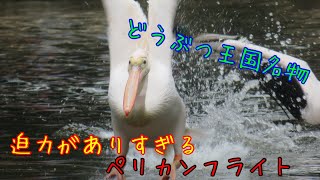 神戸どうぶつ王国の名物のペリカンフライト！迫力のあるペリカンの飛行シーンは鳥好きには必見！！