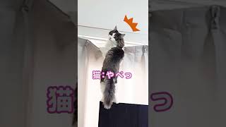 猫の「やばっ」顔を偶然目撃した瞬間#猫 #いたずら #shorts