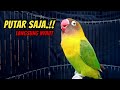 Lovebird NGEKEK PANJANG Ini PALING JAGO Memancing Labet apapun ikut BUNYI, PUTAR SAJA !! PASTI NYAUT