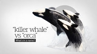 Why are orcas called killer whales?