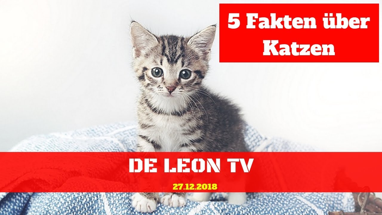 5 Fakten über Katzen - Fakten Die Du Vieleicht Noch Nicht Wusstest ...