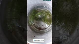 എന്റെ ഗപ്പികൾ @weonetechmalayalam #shorts #videos #Guppy_farming #Guppy_world #Mixed_gupies