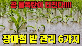 장마철 폭우시 텃밭 농작물 관리 방법 6가지