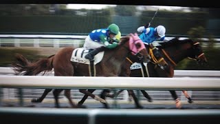 4歳以上1勝クラス 現地レース セイレーン トランザクト ルヴァンヴェール シャスティーナ キラメキ 2022/3/19 中京競馬場 12R