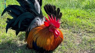 Beautiful Japanese Bantams - Bantam chicken breeder -fancy chicken breeding farm -