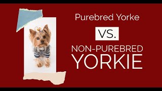 Difference Between A Purebred Yorkie And A Mixed Breed Yorkshire Terrier