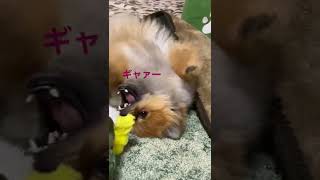 コザクラインコ🦜にからかわれて　おかしくなったポメラニアン🐶