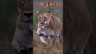 ગીર ની માં નું હેત | sasan gir national park #junagadh #forest #shorts #asiaticlion