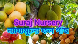 Suraj Nursery  In West Bengal/ Aam gacher Dham shuru 20taka theke.