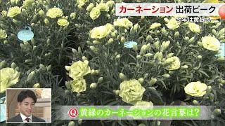 母の日プレゼントの定番！“色別の花言葉”を持つカーネーション…岡山市の園芸店で出荷最盛期【岡山】 (24/05/02 18:00)