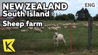 【K】New Zealand Travel-South Island[뉴질랜드 여행-남섬]양 농장, 어미 잃은 새끼 양/Sheep Farm/Lamb