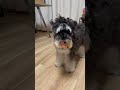 うむ吉の全力 dog ミニチュアシュナウザー 犬