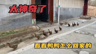 【小雷园长】鸭子回家了，今天的队伍太整齐了，看看鸭鸭是怎么回家的？