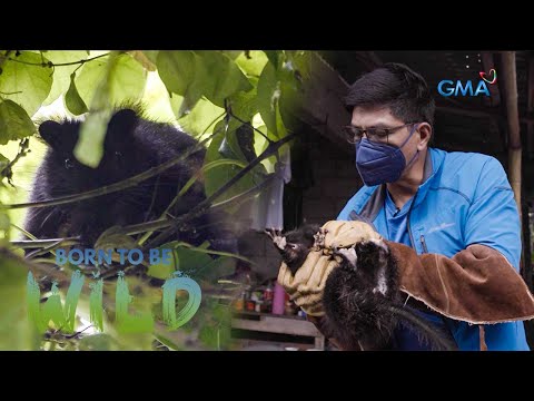 Rescuing a Southern Luzon giant cloud rat Born to be Wild