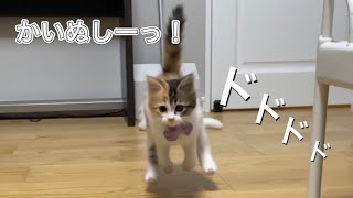 名前を呼ぶと全速力で飛んでくる子猫【元保護猫】