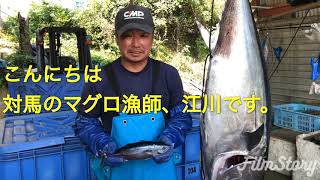 対馬マグロ養殖 1