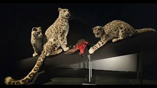 Collection of pictures from the  Cats: Predators to Pets, exhibit at the Field Museum in Chicago.