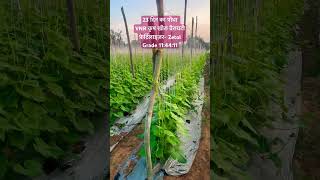 VNR Krish Cucumber Farming #ytshorts #shortvideo #farming #agriculture #viralvideo