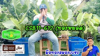 พันธุ์อ้อยเพาะเนื้อเยื่อ CSB11-612 (ทองหยอด) นำมาทดลองปลูก อ้อยสายพันธุ์ใหม่ที่มีการรับรองแล้ว