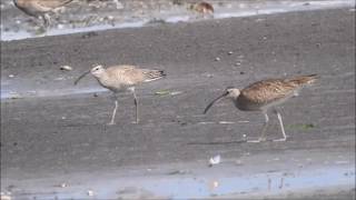 チュウシャクシギ　三番瀬海浜公園