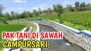 DI SAWAH SAMBIL CAMPURSARI MANTHOUS