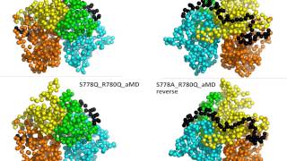 Molecular dynamics simulations of apo-S778A_R780Q