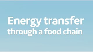 Energy transfer in food chains