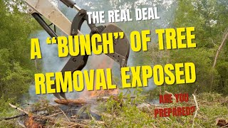 A “Bunch” of tree removal … exposed. Expert Tree Trimming in Crystal River, FL