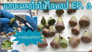 การตัดแต่งรากไลทอป | lithops root trimming | MookCactus