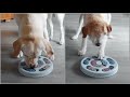 Labrador Vs. Pug Mix (Treat Puzzle Race)