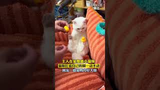 主人在家整蛊小猫咪 猫咪盯着自己的脚一动不动 网友：感觉鸭力好大呀#谁能拒绝傻憨憨的小猫咪