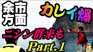 【釣り】カレイ爆釣・ニシン群来・カジカ爆釣 北海道余市方面（石狩小樽から遠征）投げ釣り・堤防釣り２０２１年：[Fishing] Flatfish and sculpin big fishing 1