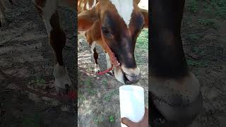 cow drinking water