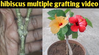 grafting technique to get 2 different  color flowers on a single hibiscus plant | multiple grafting