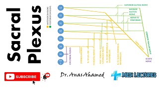 Sacral plexus - explained clearly in tamil @medilecturestamil