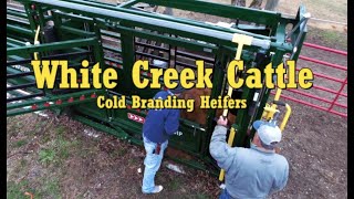 WCC - How To Cold/Freeze Brand Braford Cattle with Arrowquip Q-Catch Head Gate \u0026 Tru-Test Scales