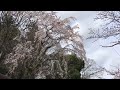 2022年3月28日 月 桜の季節の始まり　京都嵐山🌸 kyoto arashiyama cherry blossom season