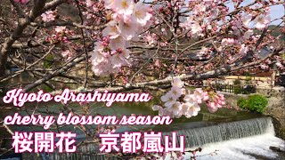 2022年3月28日(月) 桜の季節の始まり　京都嵐山🌸 Kyoto Arashiyama cherry blossom season