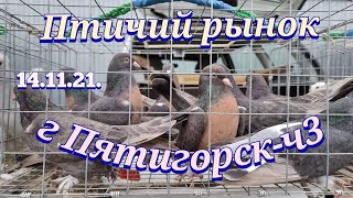 Голуби цены Птичий рынок г Пятигорск-ч3Pigeons prices Bird market Pyatigorsk-ch3