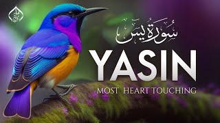 Surah Yasin (Yaseen) سورة يس كاملة  soothing relaxation