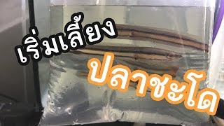 เริ่มเลี้ยงลูกปลาชะโด baby snakehead fish