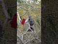 Monkey Nellie Snatches Cellphone And Drops It From 10 Meter High Tree! Drama #monkey #babyanimal