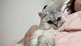 【添い寝の季節】寒いとお腹の上にやってくる猫がかわいすぎたw　一緒に寝る季節がやってきました。