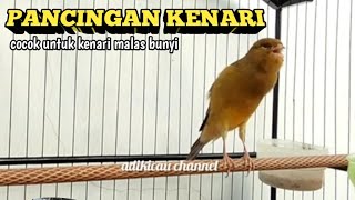 KENARI GACOR‼️AMPUH UNTUK MEMANCING KENARI YG MALAS BUNYI #canarysinging #kenarigacor #kenari