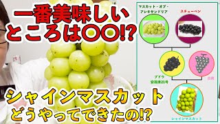 【驚き】シャインマスカットの一番美味しいところは？品種改良の話！知っておくとよりフルーツをもっと楽しめる！