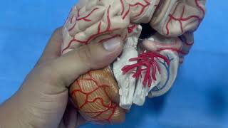 ANATOMIE FMPM VASCULARISATION ARTERIELLE DU CERVEAU